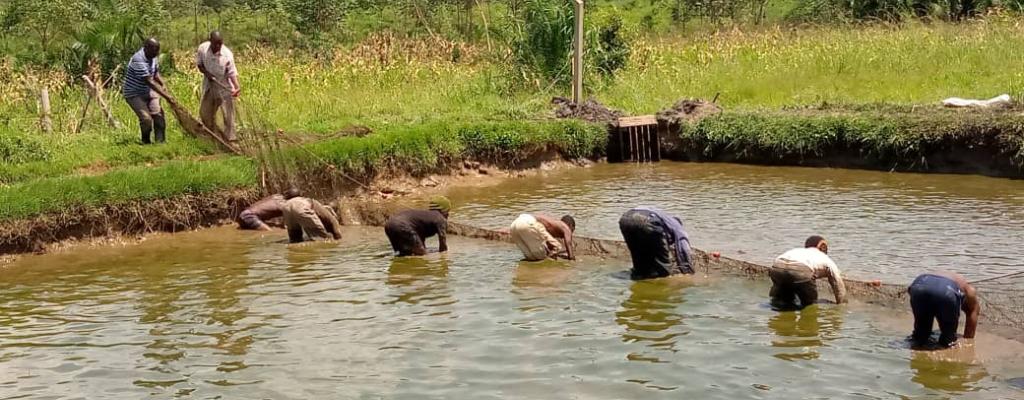 One of the District's prominent Fish Farmer Harvesting in Kitanda Sub-County Fish Farming in the District